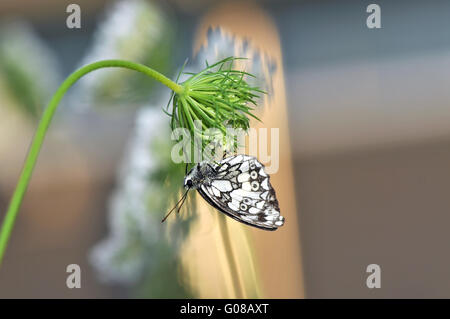 weiße hängende marmoriert Stockfoto