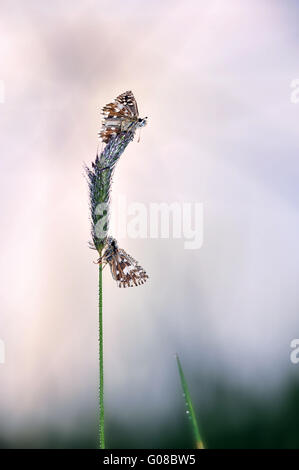 zwei ergraute skipper Stockfoto