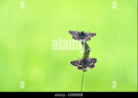 zwei ergraute skipper Stockfoto