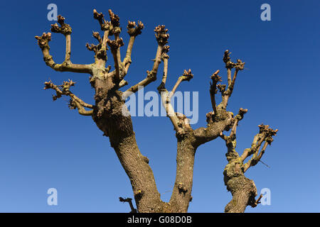 Baum | Seebad Ahlbeck in Deutschland Stockfoto