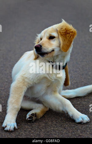 Golden Retriever Stockfoto