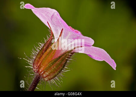 Geranium Robertianum Blume, Kraut-Robert, Red Robin, Tod kommen schnell, Storksbill, Stockfoto