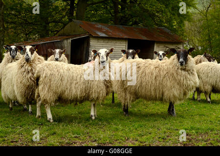 Bild von Schafen durch eine Scheune In einem Feld Landwirtschaft Stockfoto