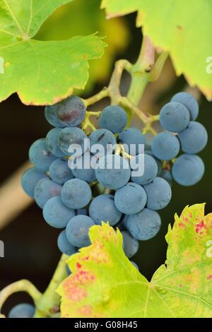 Rote Traube Stockfoto