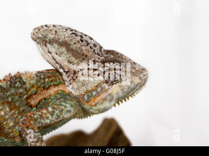 Ein Jemenchamäleon starrt die Kamera (Chamaeleo Calyptratus) Stockfoto