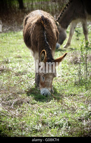 Esel Stockfoto