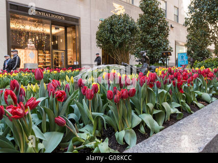 Kanal-Gärten in Rockefeller Plaza in New York City, mit bunt blühenden Tulpen um die Wasserspiele im Frühjahr Stockfoto