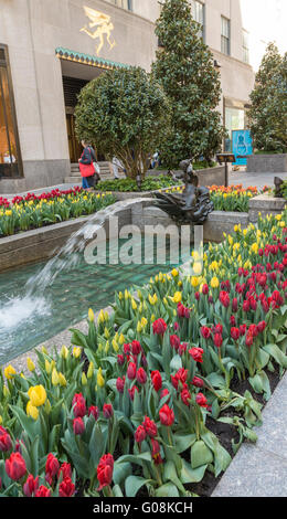 Kanal-Gärten in Rockefeller Plaza in New York City, mit bunt blühenden Tulpen um die Wasserspiele im Frühjahr Stockfoto