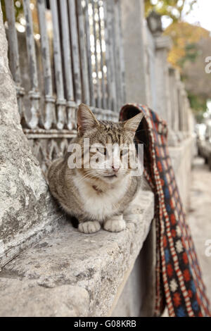 alte Katze. Stockfoto