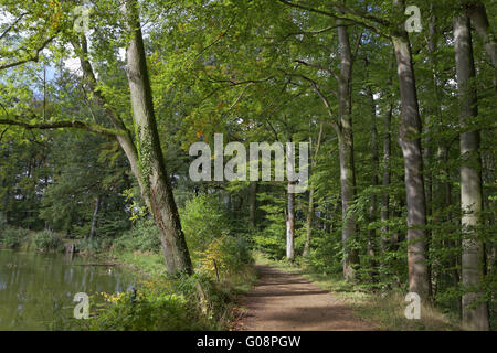 Waldweg mit buchen im Herbst, Niedersachsen Stockfoto