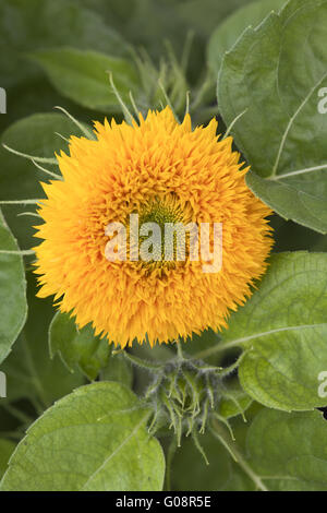 Teddy Bär Sonnenblume Stockfoto