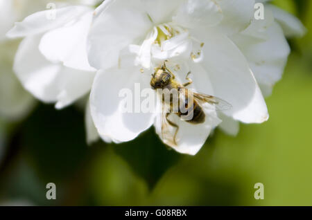 Biene auf einer Blüte Stockfoto