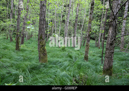 Erle Sumpf Wald mit Alnus Glutinosa, Bayern Stockfoto