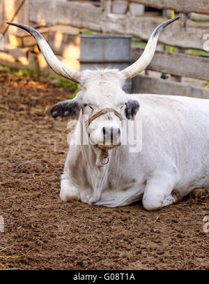 Wiederkäuern ungarischen grauen Rinder Stier in der Koppel Stockfoto