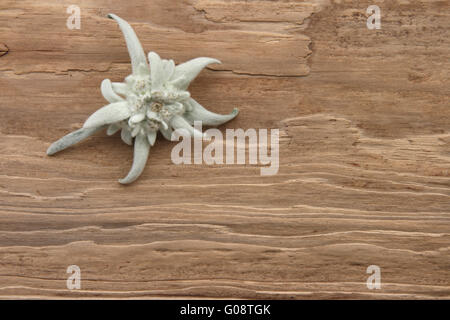 Edelweiss auf Holzbrett Stockfoto