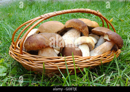 Starke Champignons in einem Korb auf der Lichtung Stockfoto