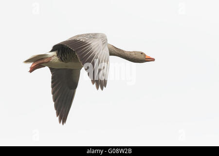 Nahaufnahme von einer Graugans (Anser Anser) während des Fluges auf einem weißen Hintergrund Stockfoto