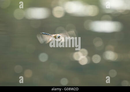 Migrationshintergrund Hawker, Aeshna Mixta, im Flug Jagd auf Insekten an einem sonnigen Sommertag Stockfoto