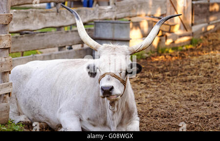 Wiederkäuern ungarischen grauen Rinder Stier in der Koppel Stockfoto