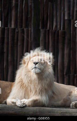 Südafrikanische weißer Löwe (Panthera Leo Krugeri) genießen Sie einen warmen Frühling Tag, ZOO Bratislava, Slowakei Stockfoto