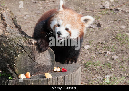 Roter Panda (Ailurus Fulgens) genießen Sie einen Snack, ZOO Bratislava, Slowakei Stockfoto