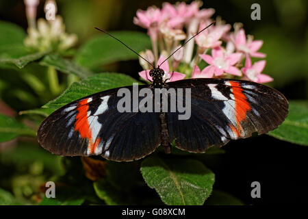 Kleiner Schmetterling (Heliconius Erato) Nectaring auf rosa Blüten Stockfoto