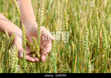 Weibliche Hände mit Ähren auf einem wheaten Feld Stockfoto