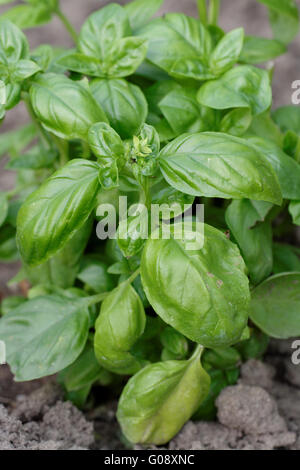 Basilikum im Garten Stockfoto