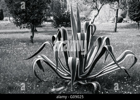 Aloe-Vera-Pflanze in einem Park Limpias, Kantabrien, Spanien Stockfoto