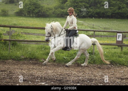 Mädchen reiten auf Rückseite Connemara Hengst Stockfoto