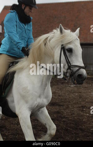 Mädchen reiten auf Rückseite ein Connemara Hengst Stockfoto