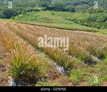 Mauritius.Plantations der Ananas in eine hügelige ter Stockfoto