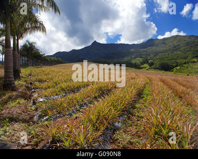 Mauritius. Plantagen von Ananas in einer hügeligen te Stockfoto