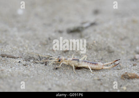 Tawny Ohrwurm (Labidura Riparia), Männlich, Deutschland Stockfoto