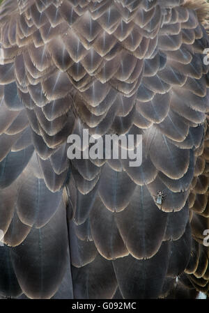 Weißkopf-Seeadler Körper Federn mit Insekt Klettern Hintergrundbild Stockfoto