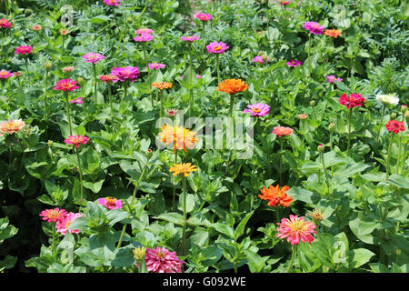 viel schöner und verschiedenen Blumen auf dem Bett Stockfoto