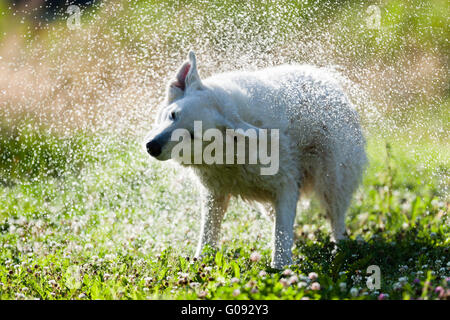 Niedlichen Hund schüttelt sich trocken in einem Spray des Wassers Stockfoto