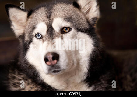 Hund zwischen Husky und Malamut sucht bereifte kreuzen Stockfoto