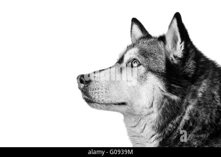 Zwischen Husky und Malamut aufmerksamen Hund kreuzen Stockfoto