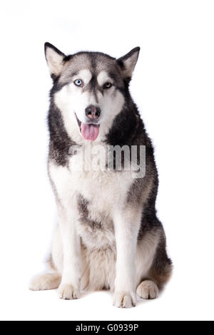 Hund zwischen Husky und Malamut suchen glücklich kreuzen Stockfoto