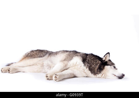 Hund kreuzen Sie zwischen Husky und Malamut auf dem Boden Stockfoto