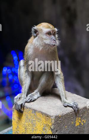 Affe im Ramayana Höhle in Batu Caves Komplex, Malaysia Stockfoto