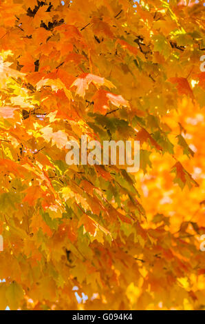 Herbstfarben im südlichen Stadtgrenze Ende November Stockfoto