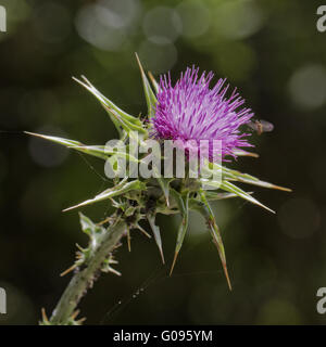 Silybum Marianum, Mariendistel, Marian Distel Stockfoto
