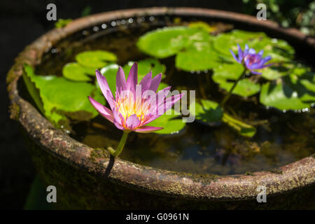 Schöne Seerose Blume in einem Stein Wassertopf Stockfoto