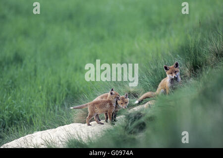 Rotfuchs Kits vor Den Foxs spielen Stockfoto