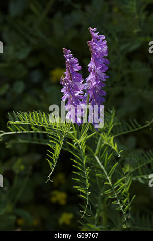 Vicia Cracca, Tufted Vetch, Kuh Wicke, Vogel-Wicke Stockfoto