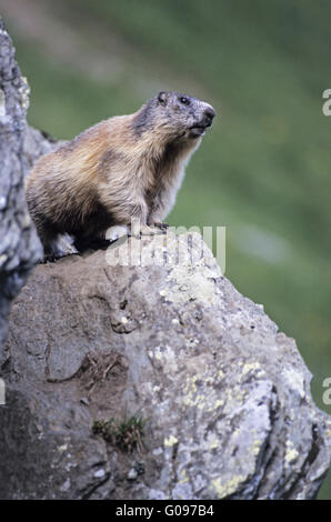 Alpine Marmot sitzen Warnung auf seine Wächter Stockfoto