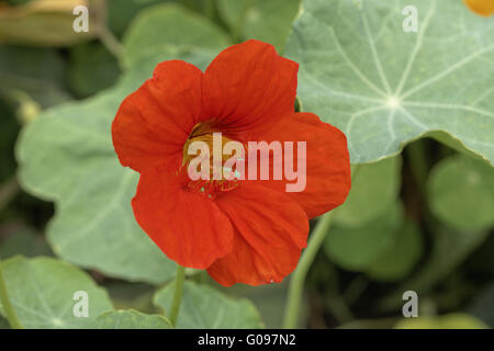 Tropaeolum Majus, Kapuzinerkresse Garten, indische Kresse Stockfoto