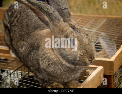 Die große graue Kaninchen auf der Messe verkauft. Stockfoto